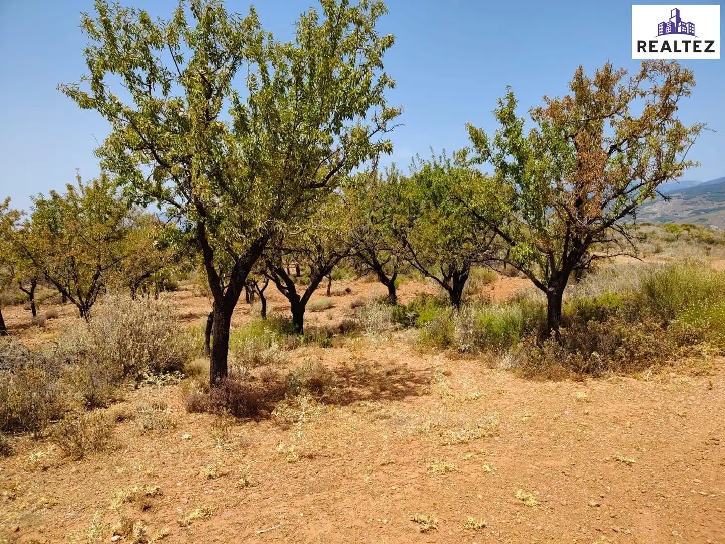 Terrain rustique à vendre à Alcolea, imagen 11