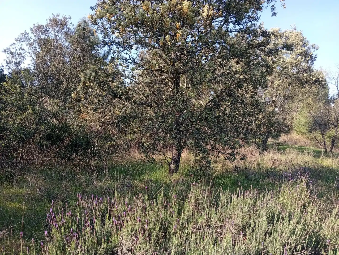 Terreni e lotti in vendita a Villanueva de la Vera, imagen 67