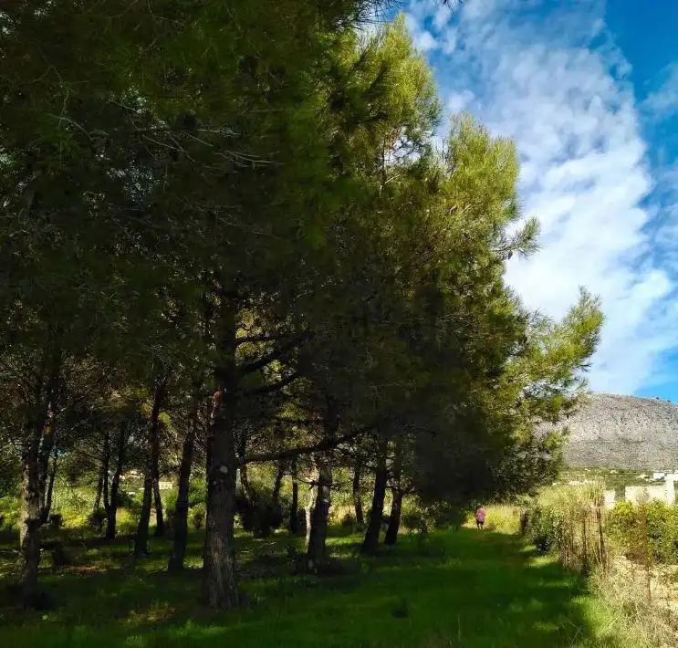 Terreny rústic en venda a Beniarbeig, imagen 5