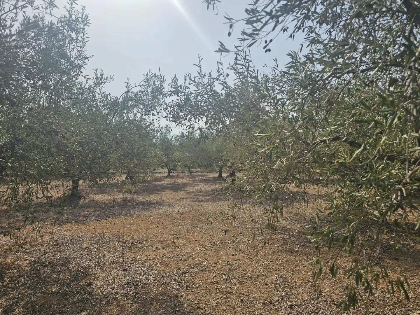 Terreno en venta en Alcanar