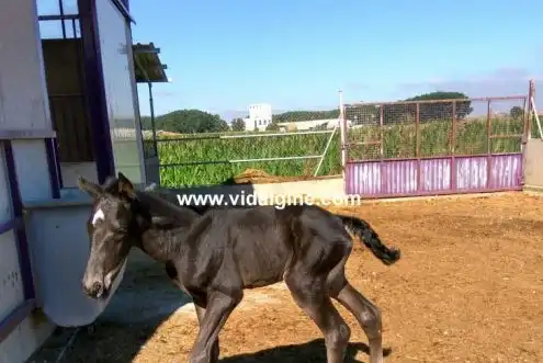 Terreny rústic en venda a Vallfogona de Balaguer