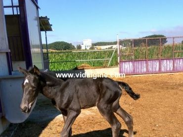 Terreny rústic en venda a Vallfogona de Balaguer