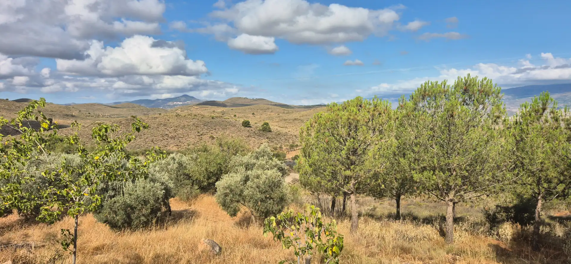 Terrain rustique à vendre à Alcolea, imagen 6