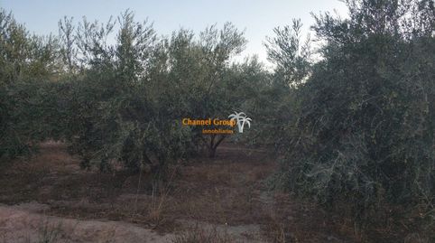 Foto 2 de Finca rústica en venta en Jubalcoi, Elche / Elx