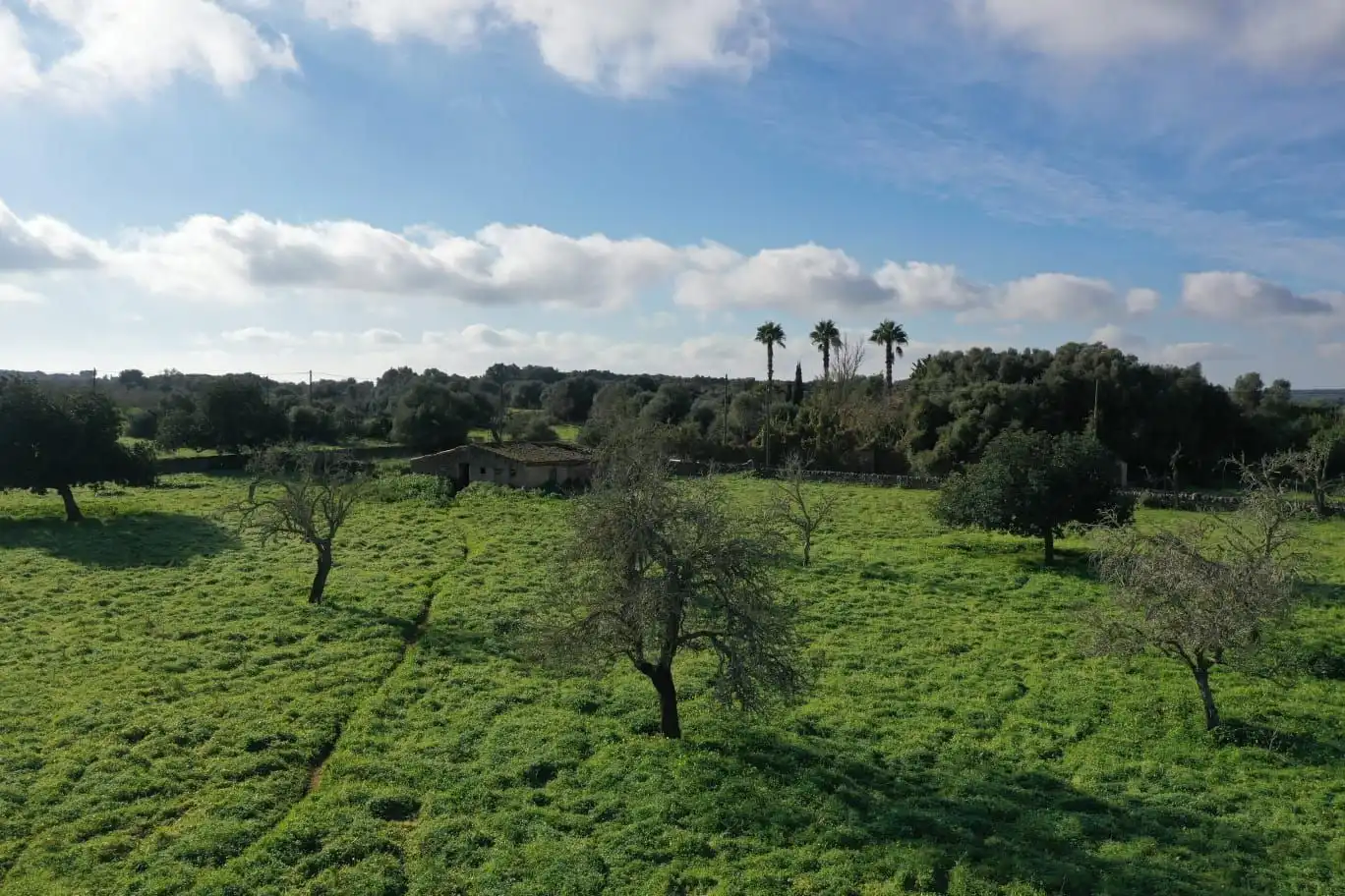Rural land for sale in Cas Concos - Santanyí, imagen 5
