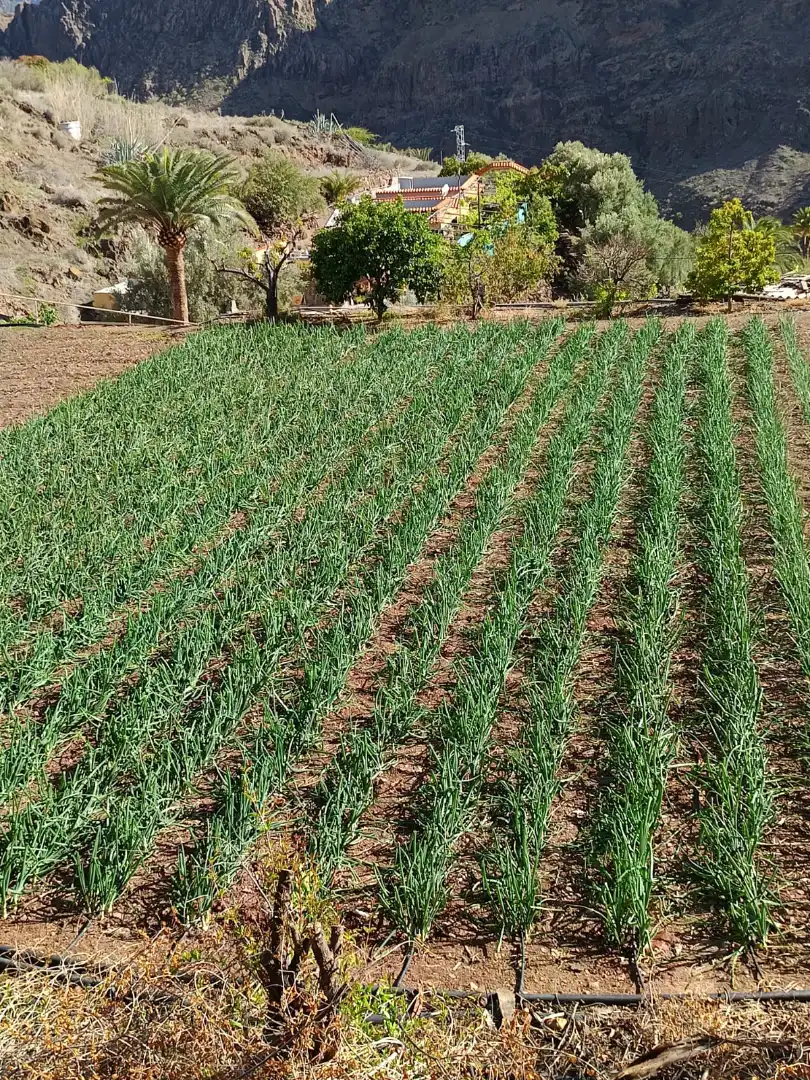 Casa o xalet en venda en Santa Lucía de Tirajana amb Calefacció, Jardí privat i Rentadora