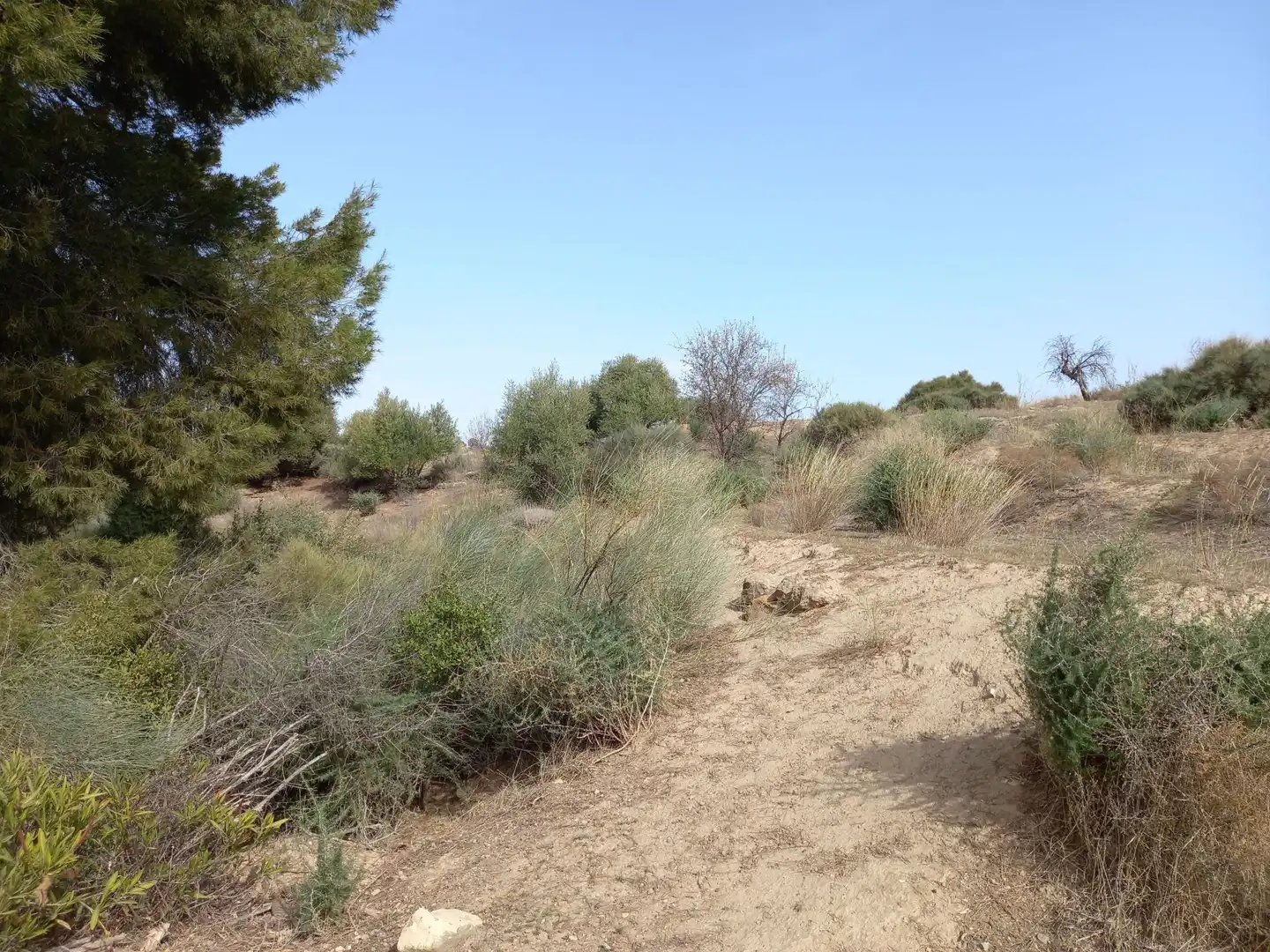 Terreno rustico in vendita a Pedanías Centro, imagen 3