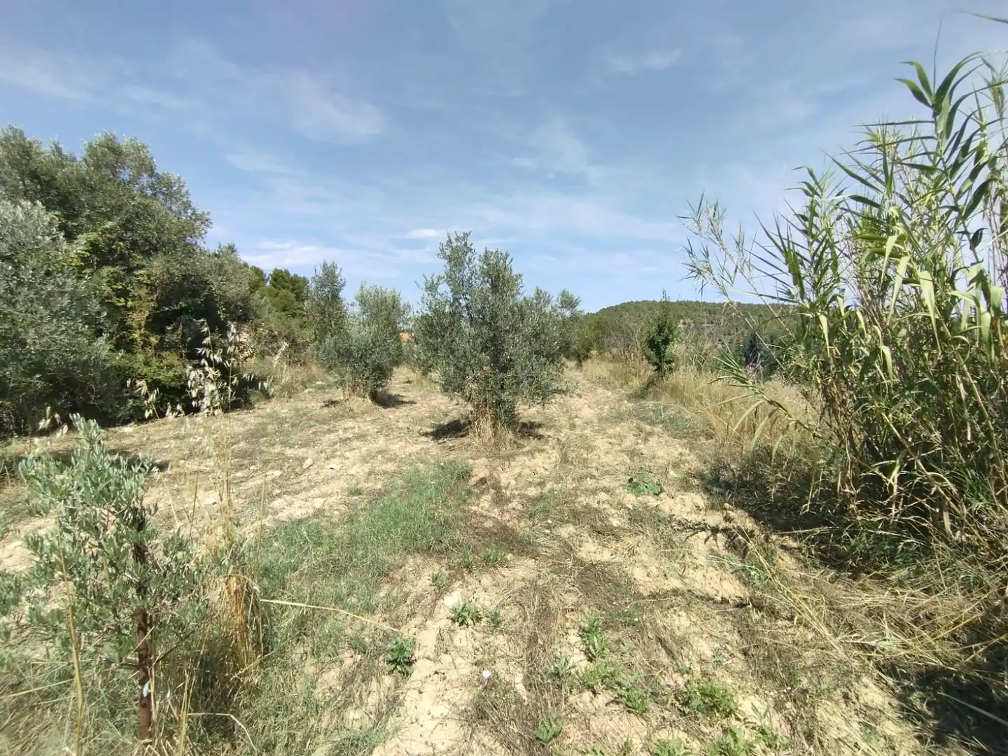 Terreni e lotti in vendita a Valderrobres, imagen 3