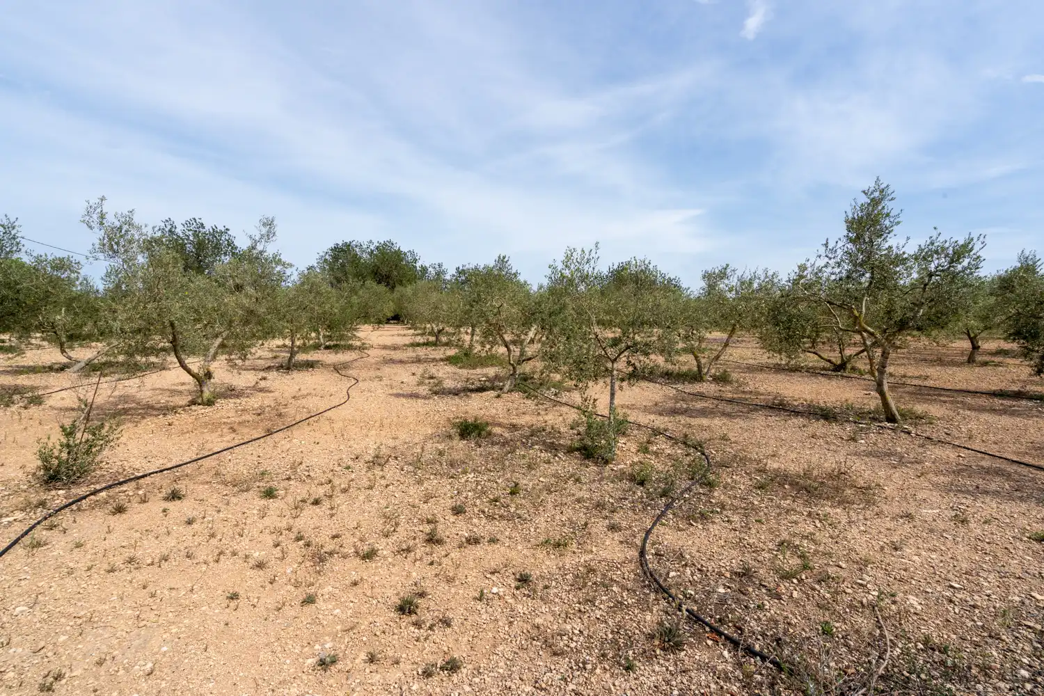 Rural land for sale in Camí Sant Francesc 10, imagen 25