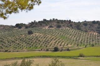 Foto 5 de Finca rústica en venta en Camino de Guadahortuna a Alamedilla, Guadahortuna, Granada