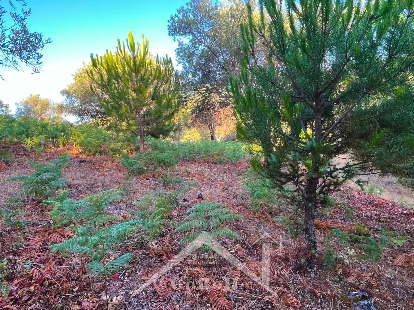 Land for sale in Constantina