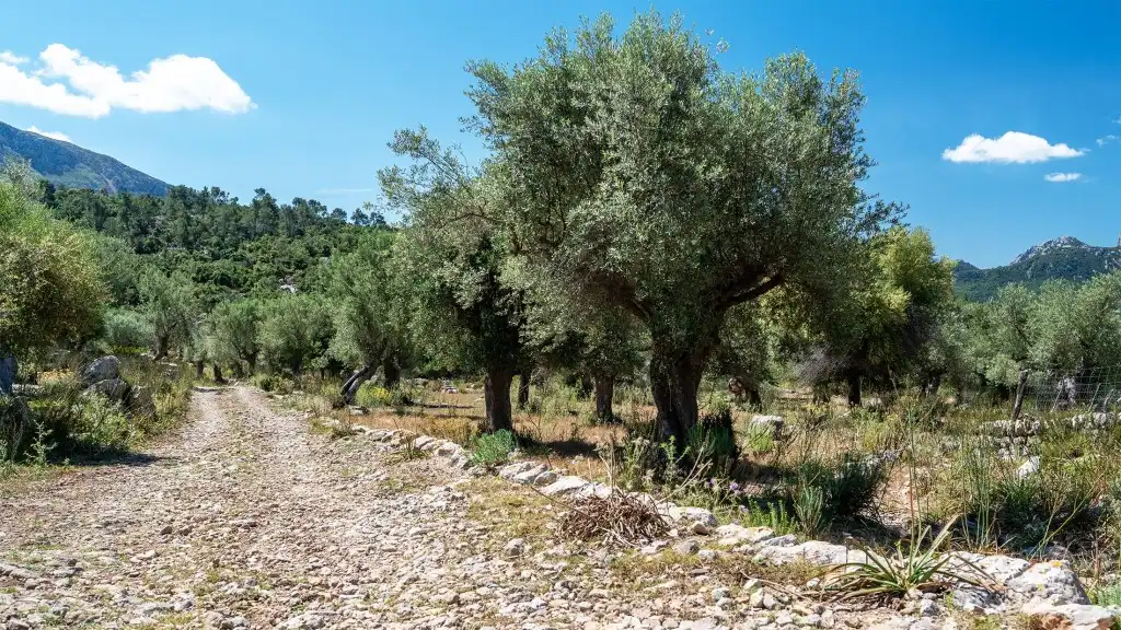 Maison rustique à vendre à Escorca, imagen 20