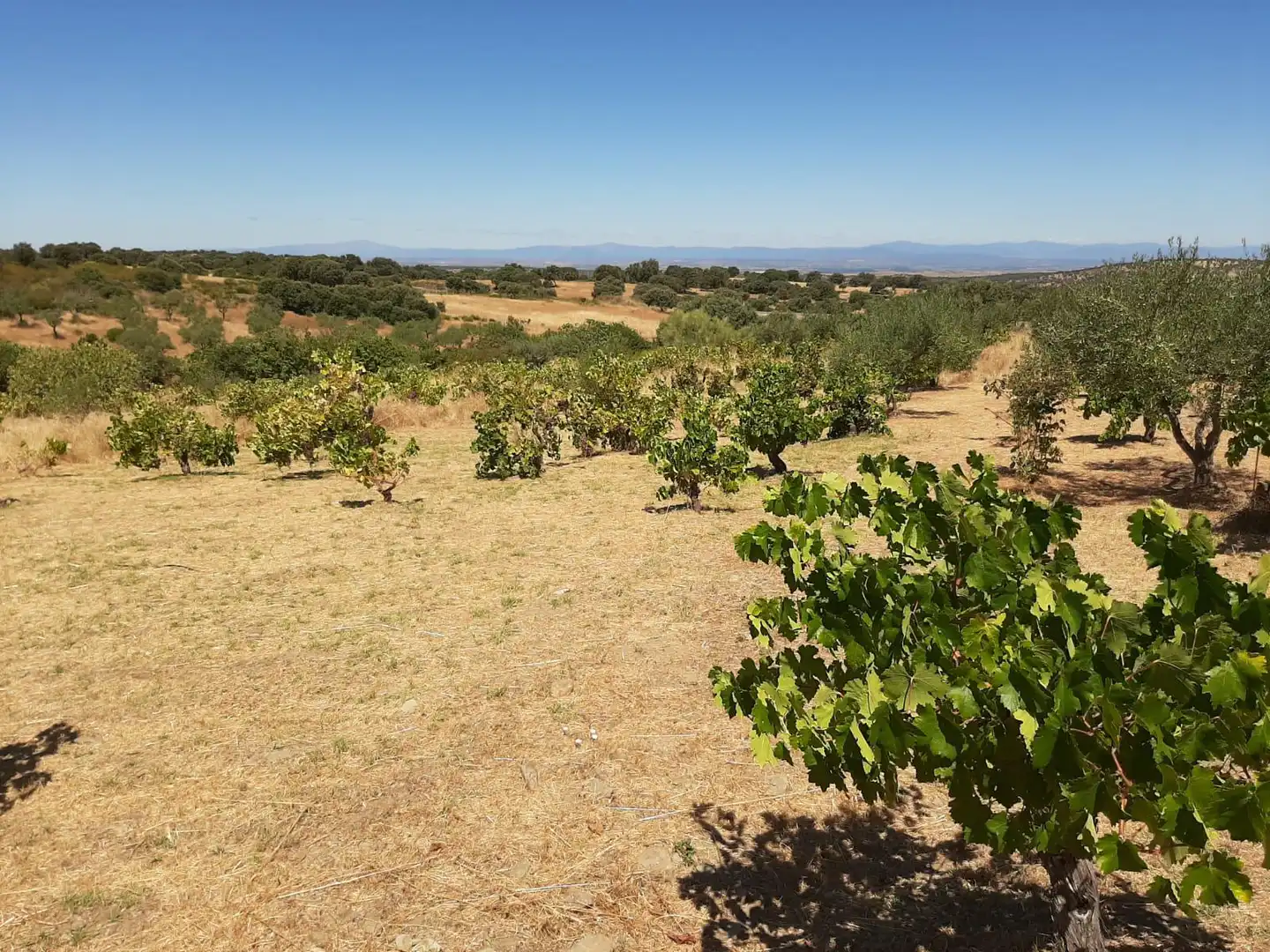 Finca rústica en venta en Jerte