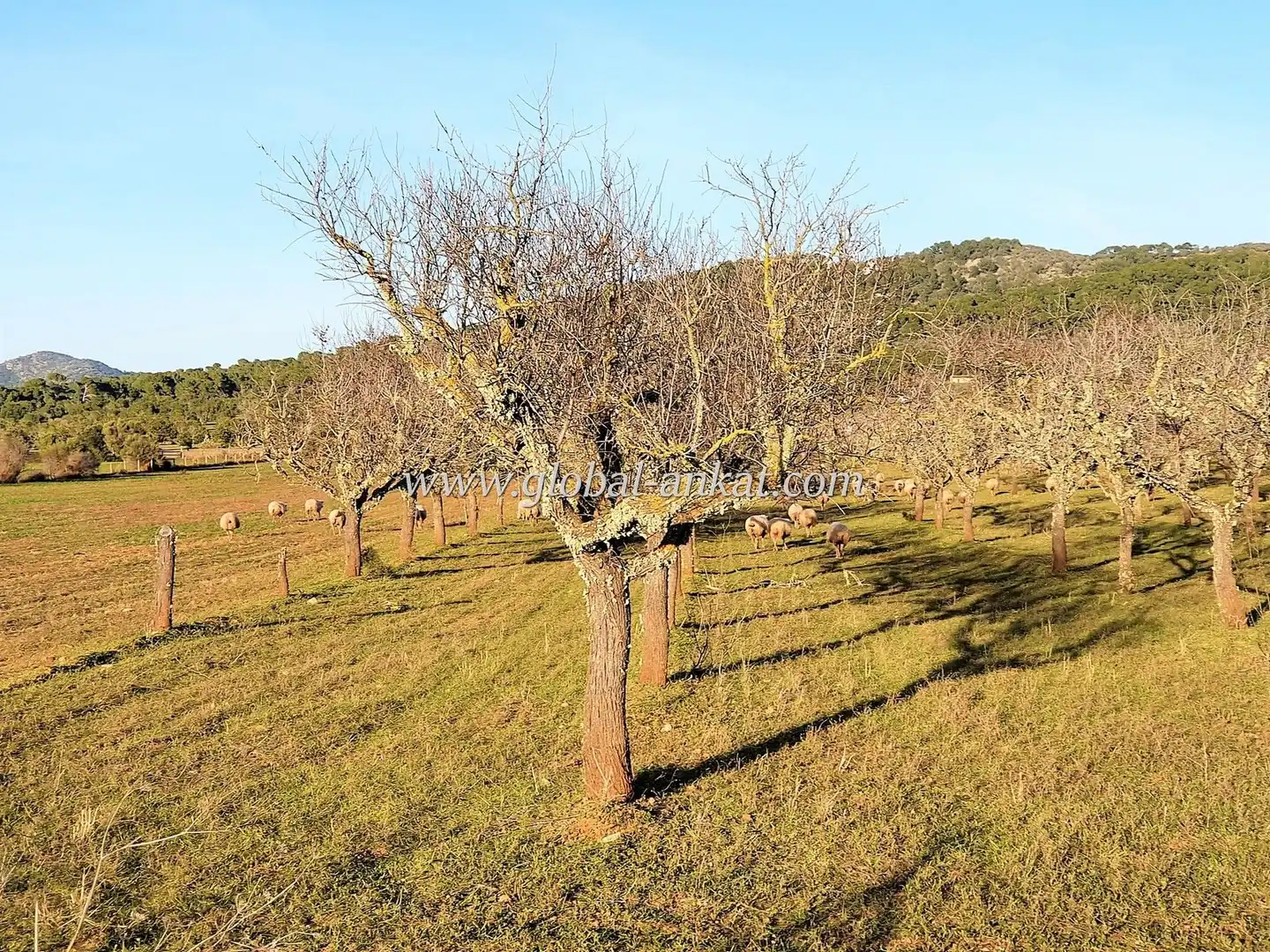 Residential land for sale in S'Horta - Cas Concos des Cavaller - Es Carritxó, imagen 3