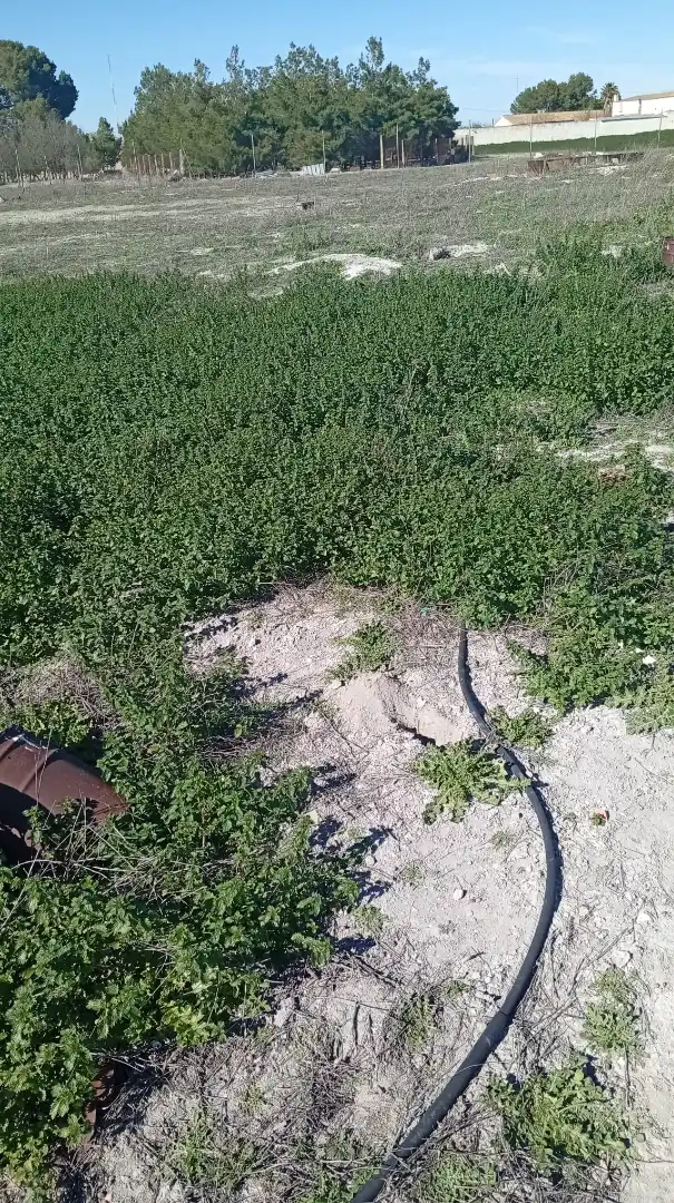 Terreno rustico in vendita a Pedanías - Extrarradio, imagen 9
