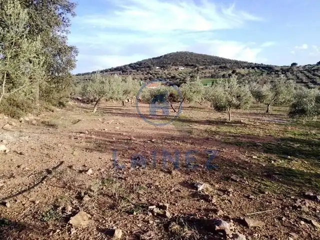 Wohnbaugrundstück zum Verkauf in La Granjuela, imagen 3
