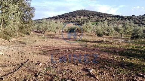 Parcela de 3 hectáreas, con aproximadamente 400 olivos, casa y nave en el término de la Granjuela. La casa consta de porche, 2 dor, immagine 3