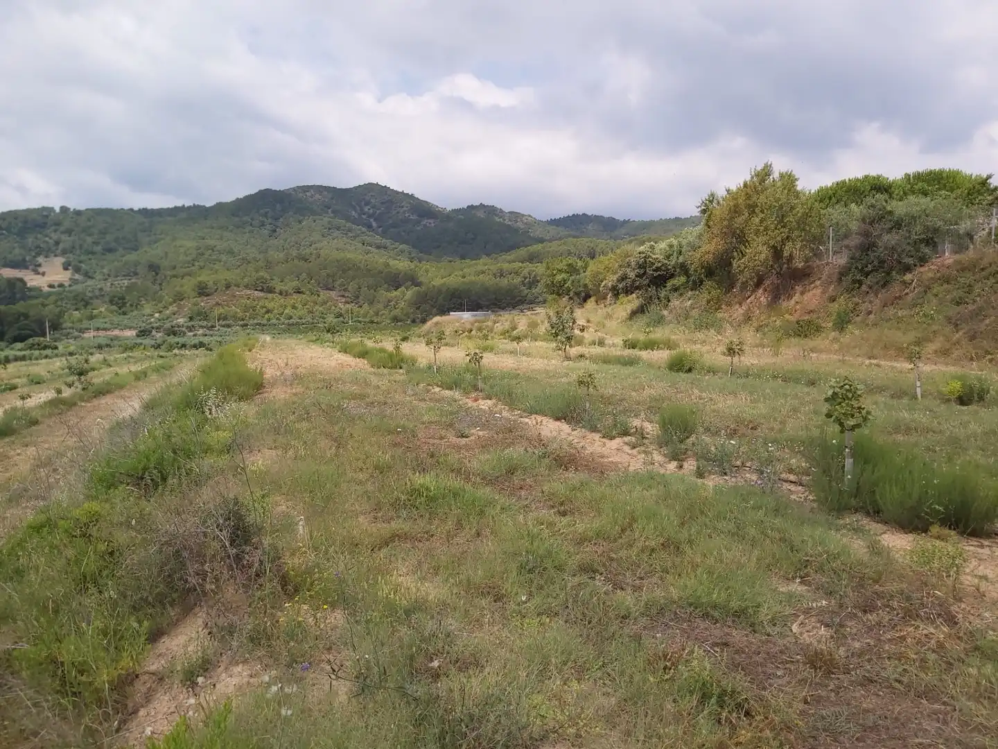 Terreno en venta en Riudecols