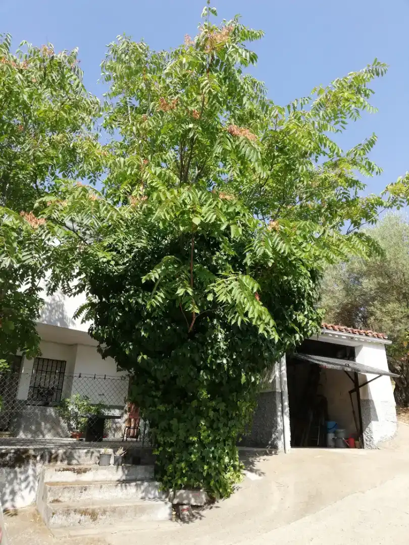 Vista exterior de Finca rústica en venda en Plasencia amb Jardí privat, Traster i Piscina