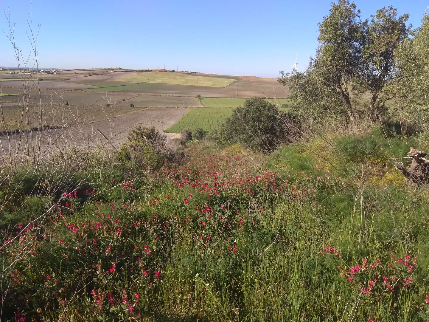 Rural land for sale in Conil