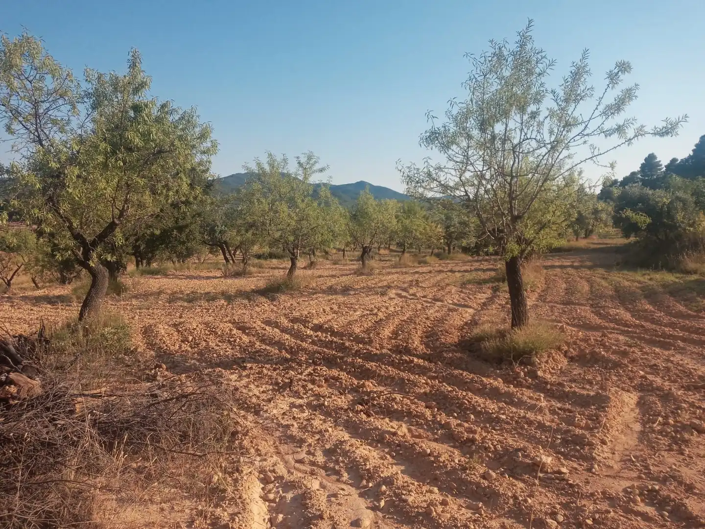 Terreni e lotti in vendita a Monroyo
