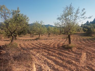 Terreno rustico in vendita a Monroyo
