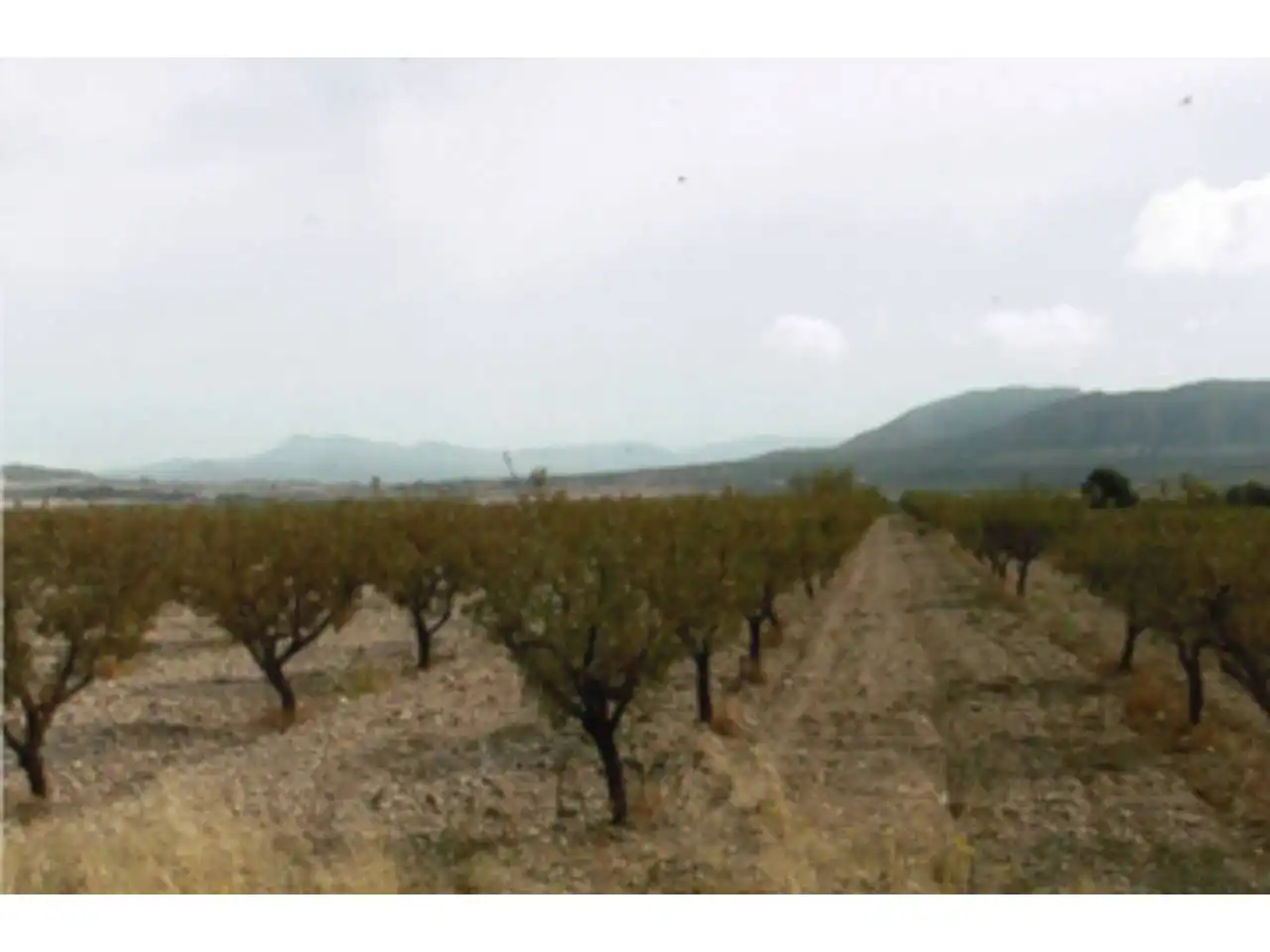 Residential land for sale in 11, imagen 4