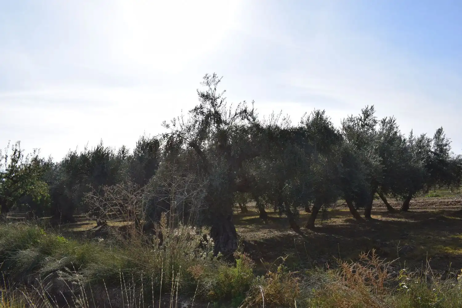 Terreno rustico in vendita a LOS MOLINOS, imagen 11