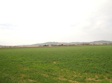 Terreno rustico in vendita a Yecla
