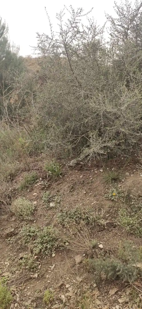 Terreno rústico en venta en Motril  ciudad, imagen 6