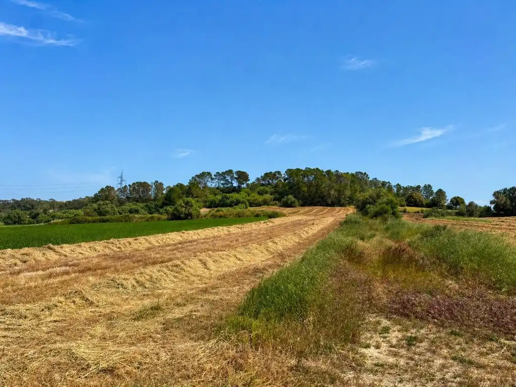 Terreny rústic en venda a Sineu, imagen 2
