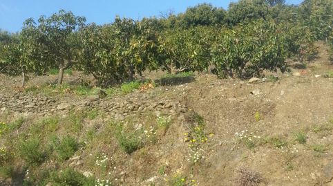 FINCA MANGOS EN JETE -ALMUÑECAR-GRANADA