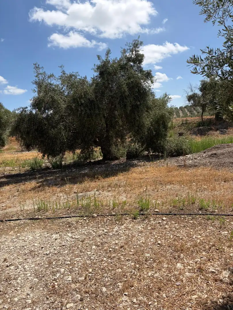 Terreno rustico in vendita a Santaella, imagen 9