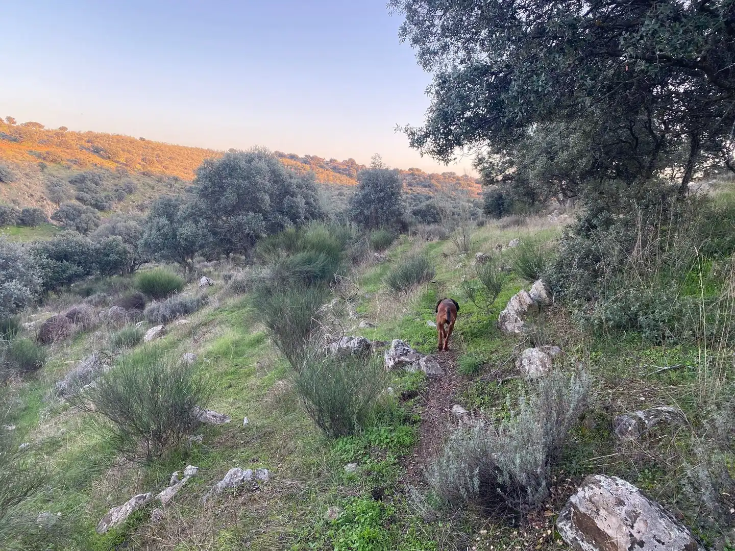 Terreni e lotti in vendita a Villar del Pedroso, imagen 9
