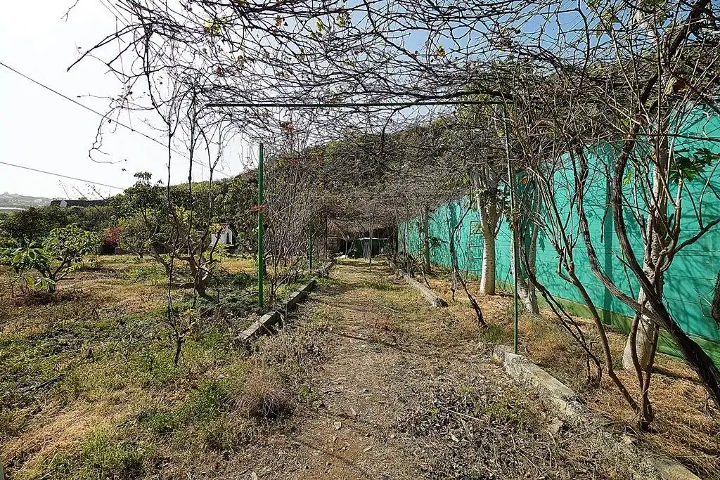 Finca rústica en venta en Camino DEHESA, 10, Santa María de Guía de Gran Canaria