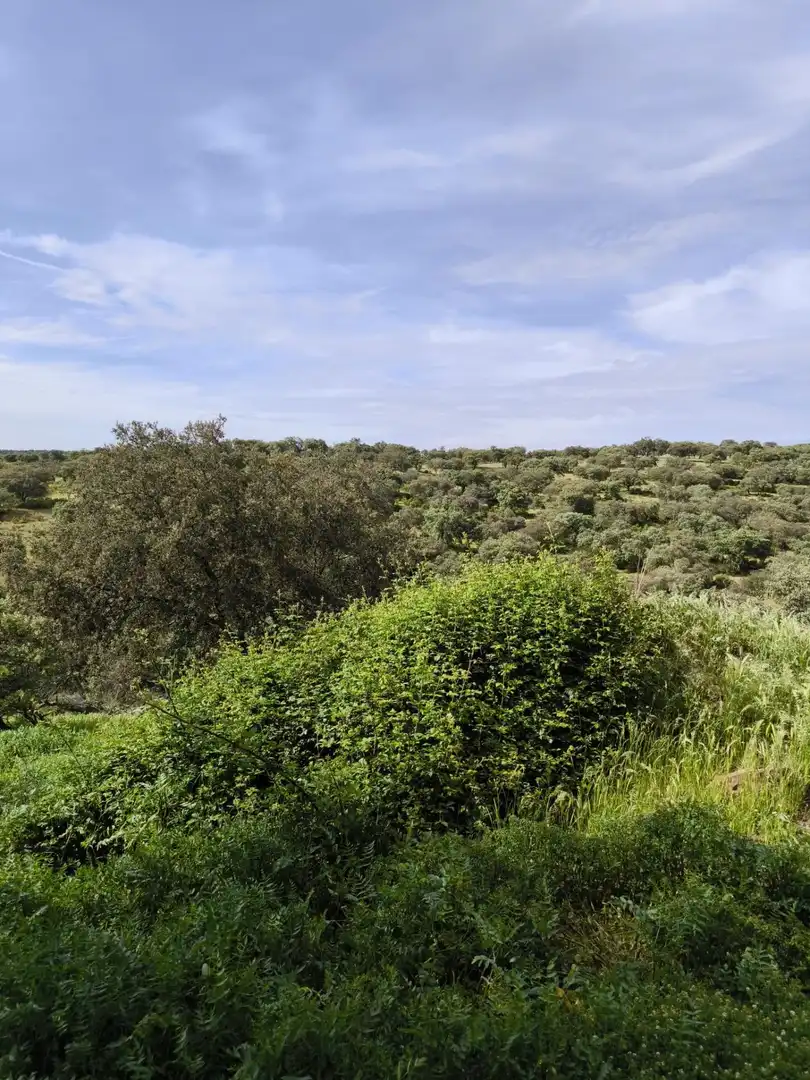 Rural land for sale in Fuente Obejuna, imagen 18
