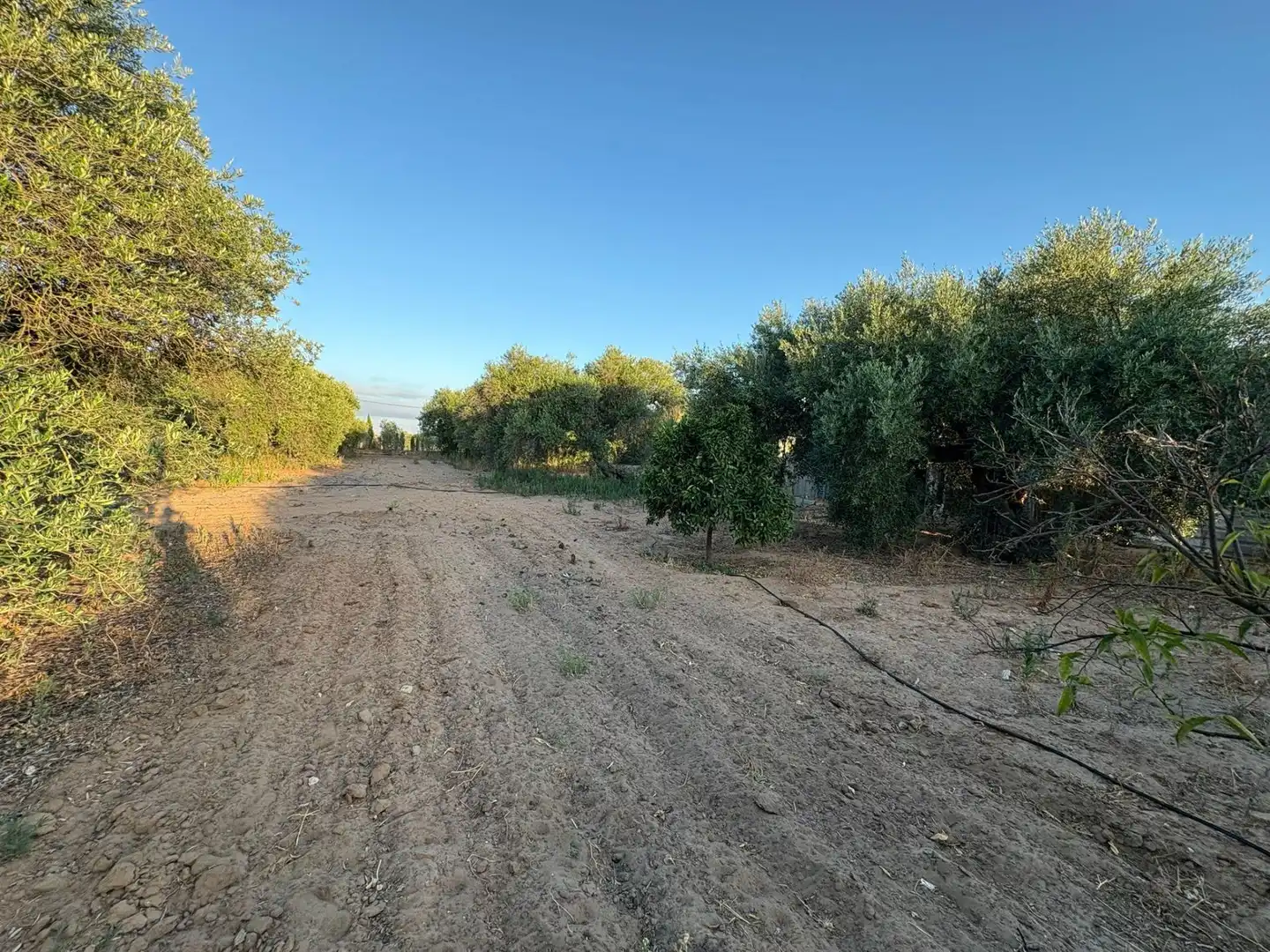 Rural land for sale in Polígono 42 Paraje 376 MATA ALCOZARINA, imagen 2