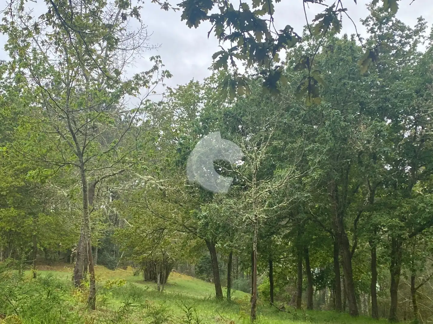 Terreni e lotti in vendita a O Pereiro de Aguiar, imagen 4