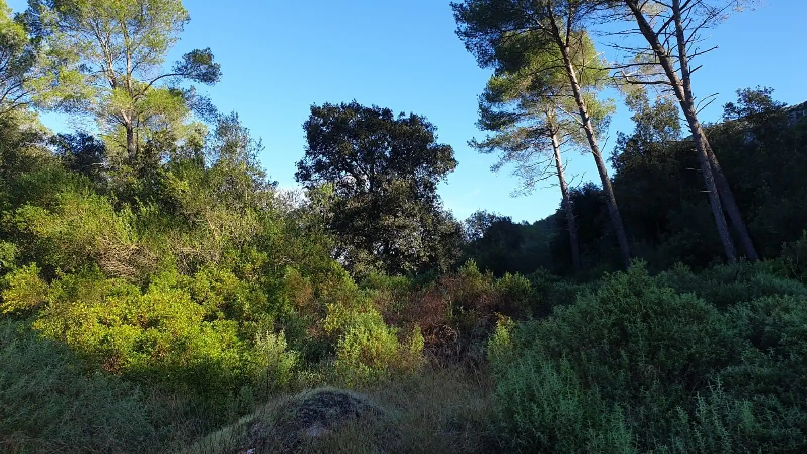 Rural land for sale in Sa Pobla, imagen 20