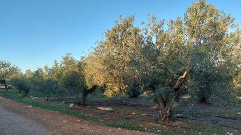 TERRENO DE OLIVOS  EN  PRODUCCION, A UN PASO DE LA LOCALIDAD., immagine 5