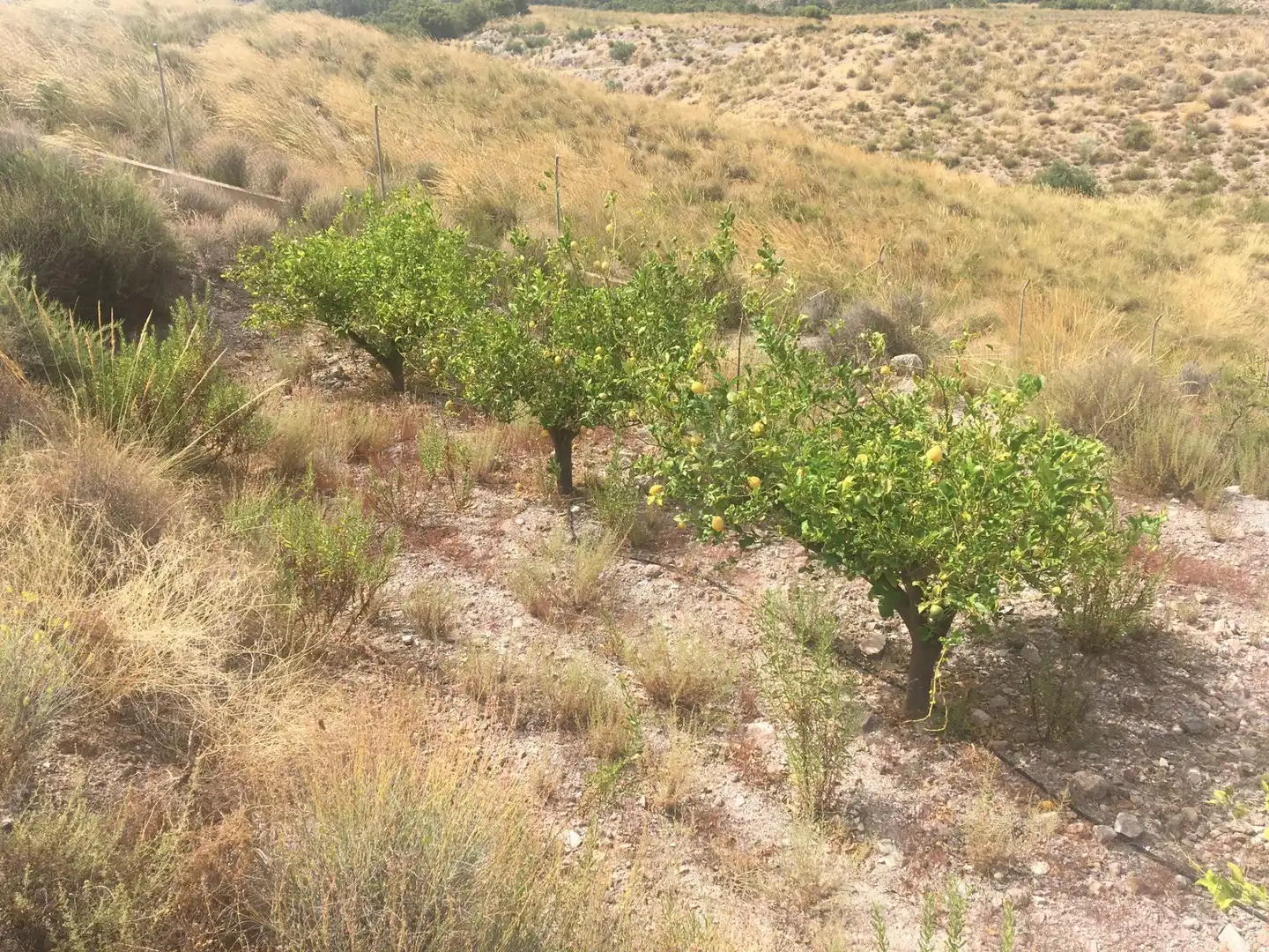 Außenansicht von Country house zum Verkauf in Lorca mit Privatgarten und Schwimmbad