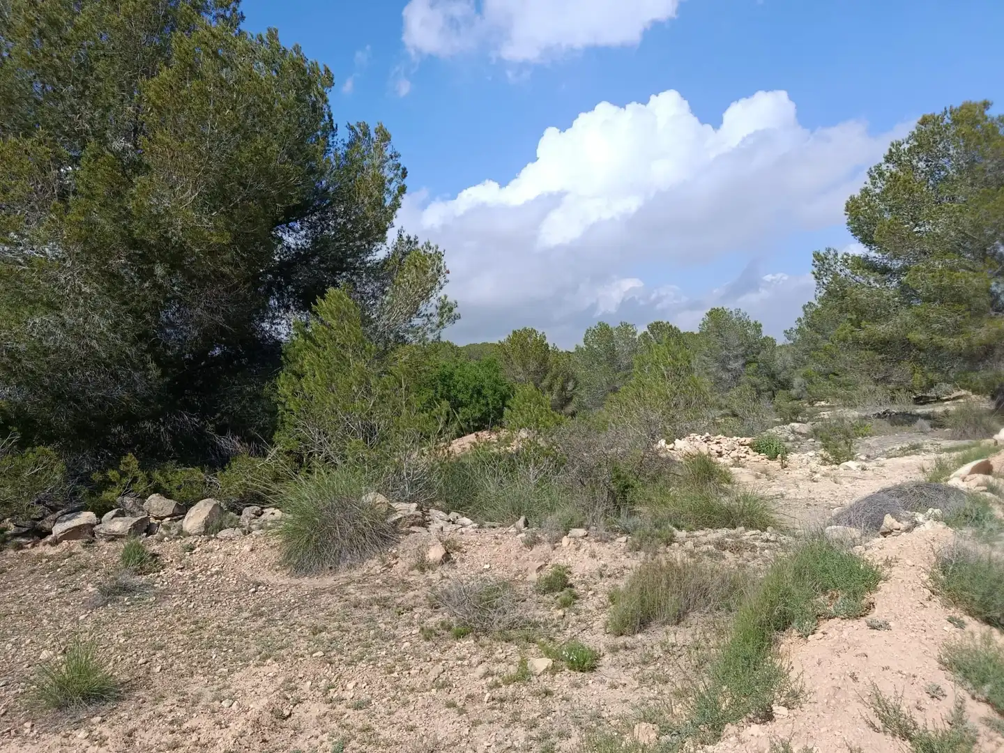 Residential land for sale in Monóvar  / Monòver, imagen 3