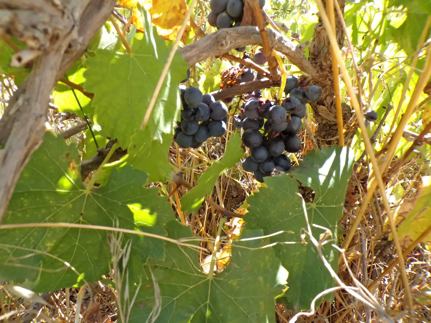 Terreni e lotti in vendita a Calaceite, imagen 6