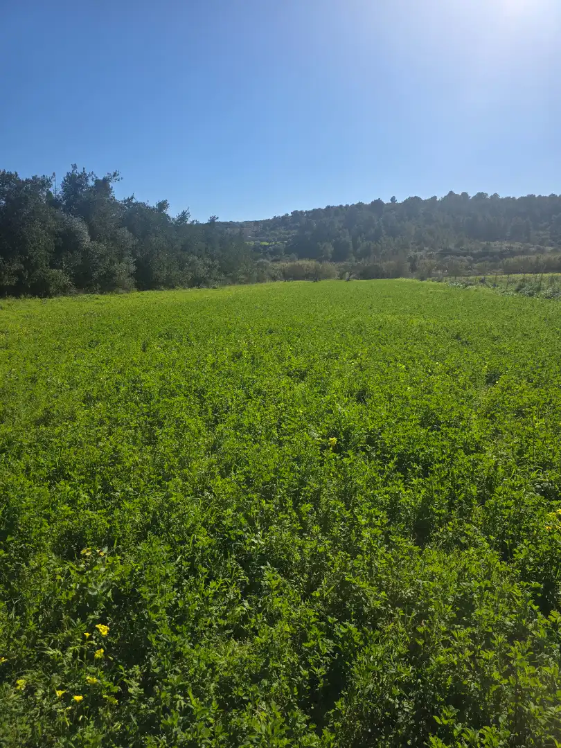 Land for sale in Manacor