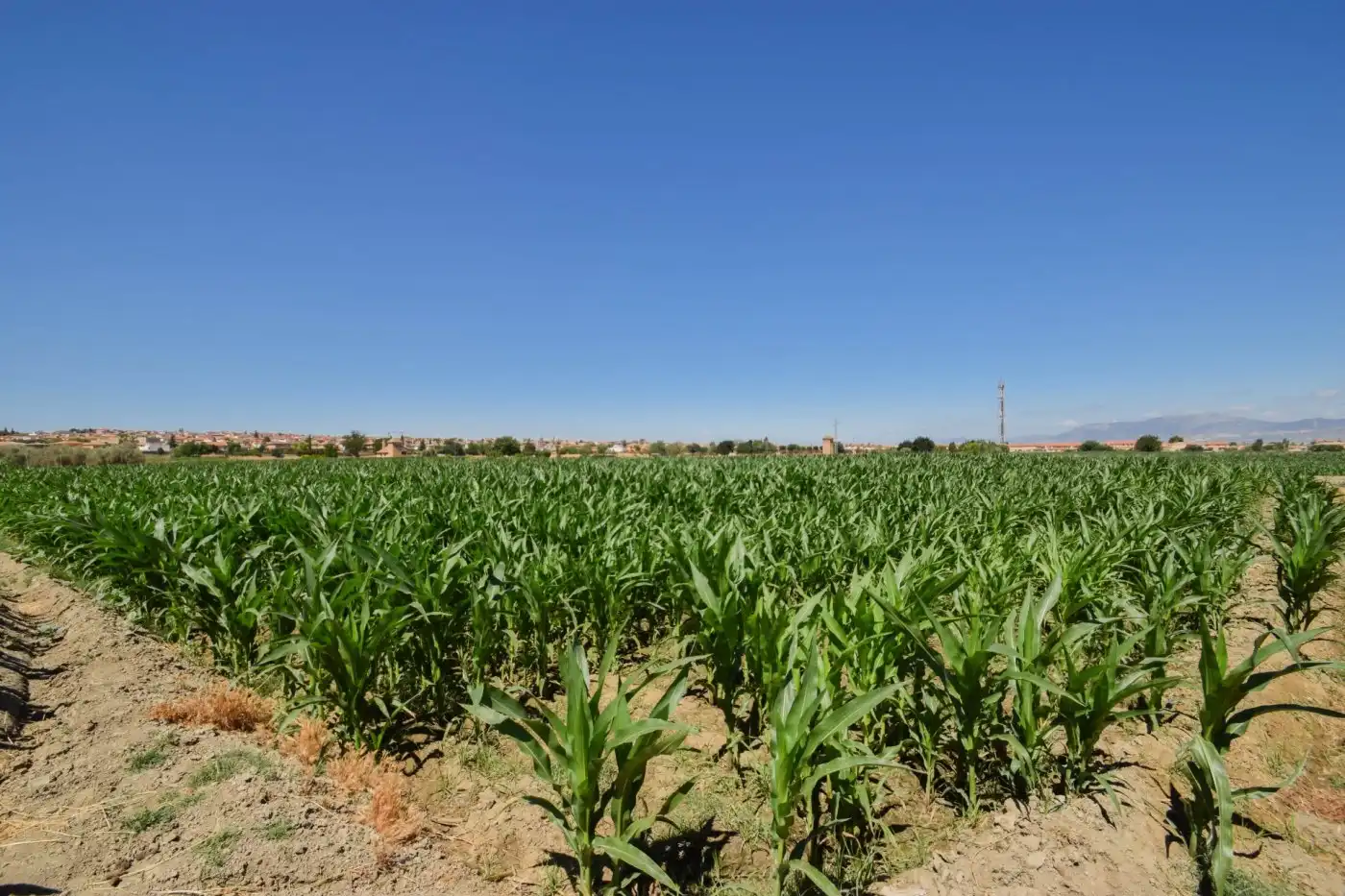 Finca rústica en venta en Cúllar Vega