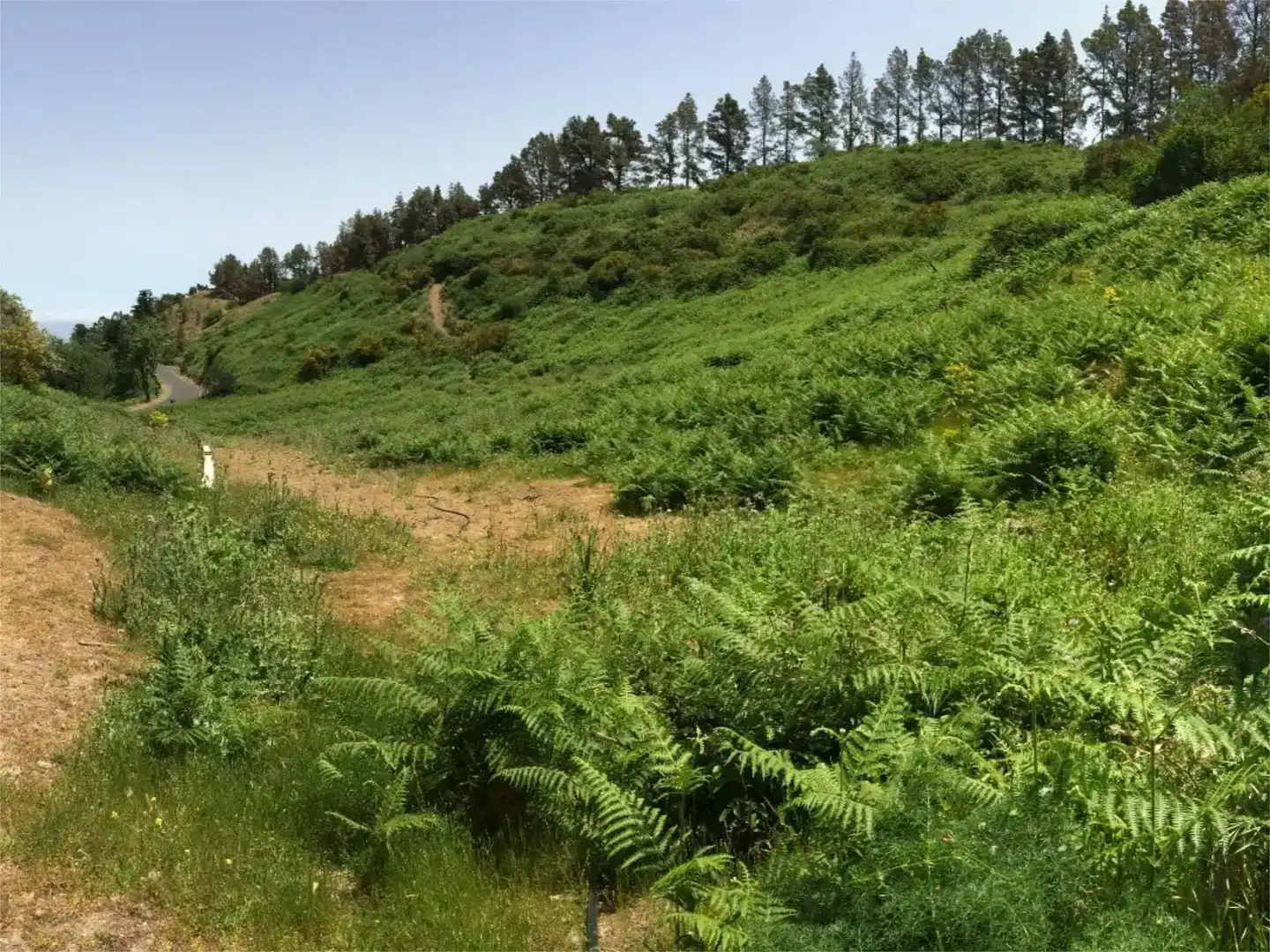 Finca rústica en venda en Moya (Las Palmas)