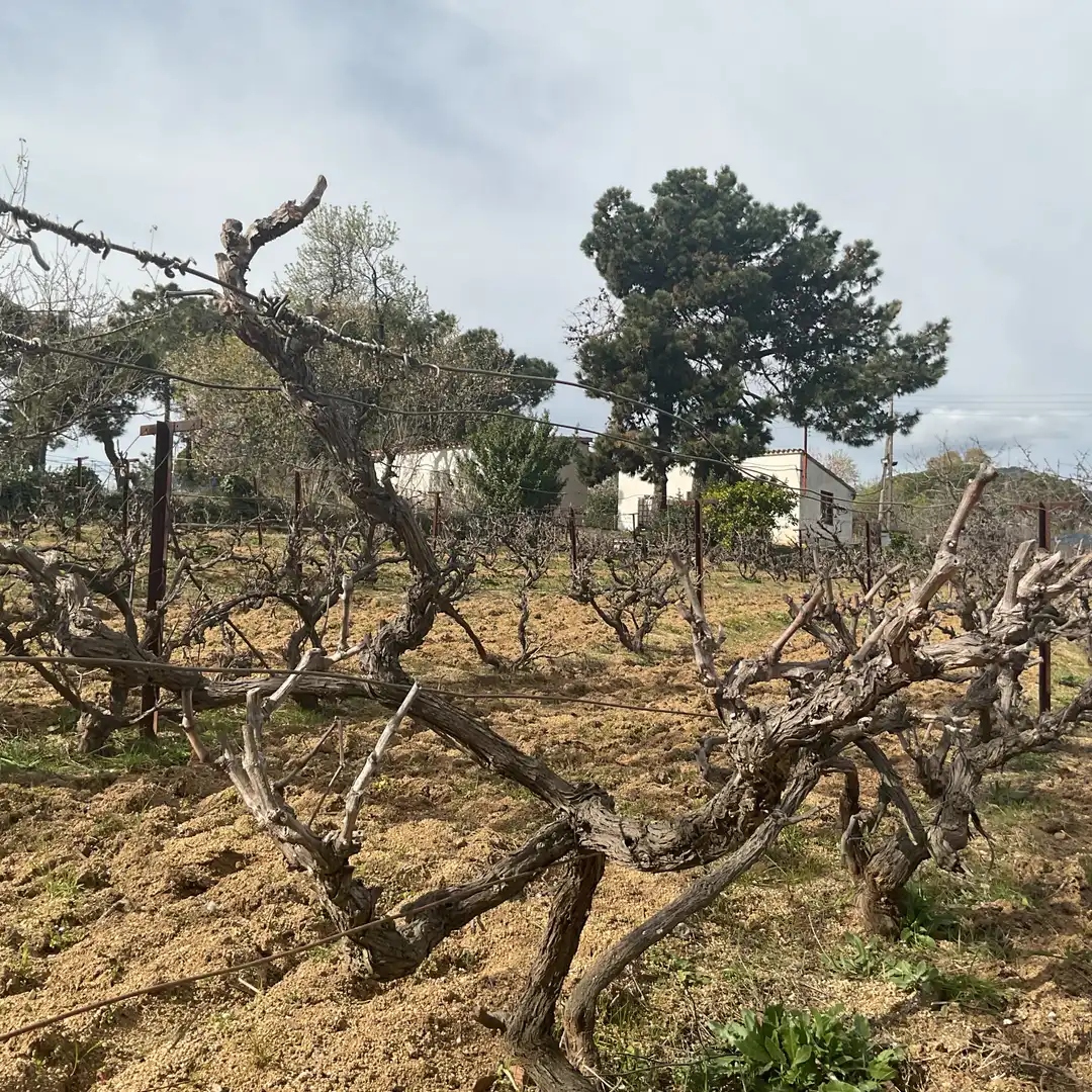Terrain rustique à vendre à Arenys de Munt, imagen 17