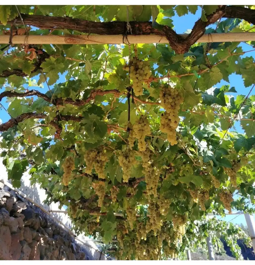 Garten von Grundstücke zum Verkauf in Granadilla de Abona