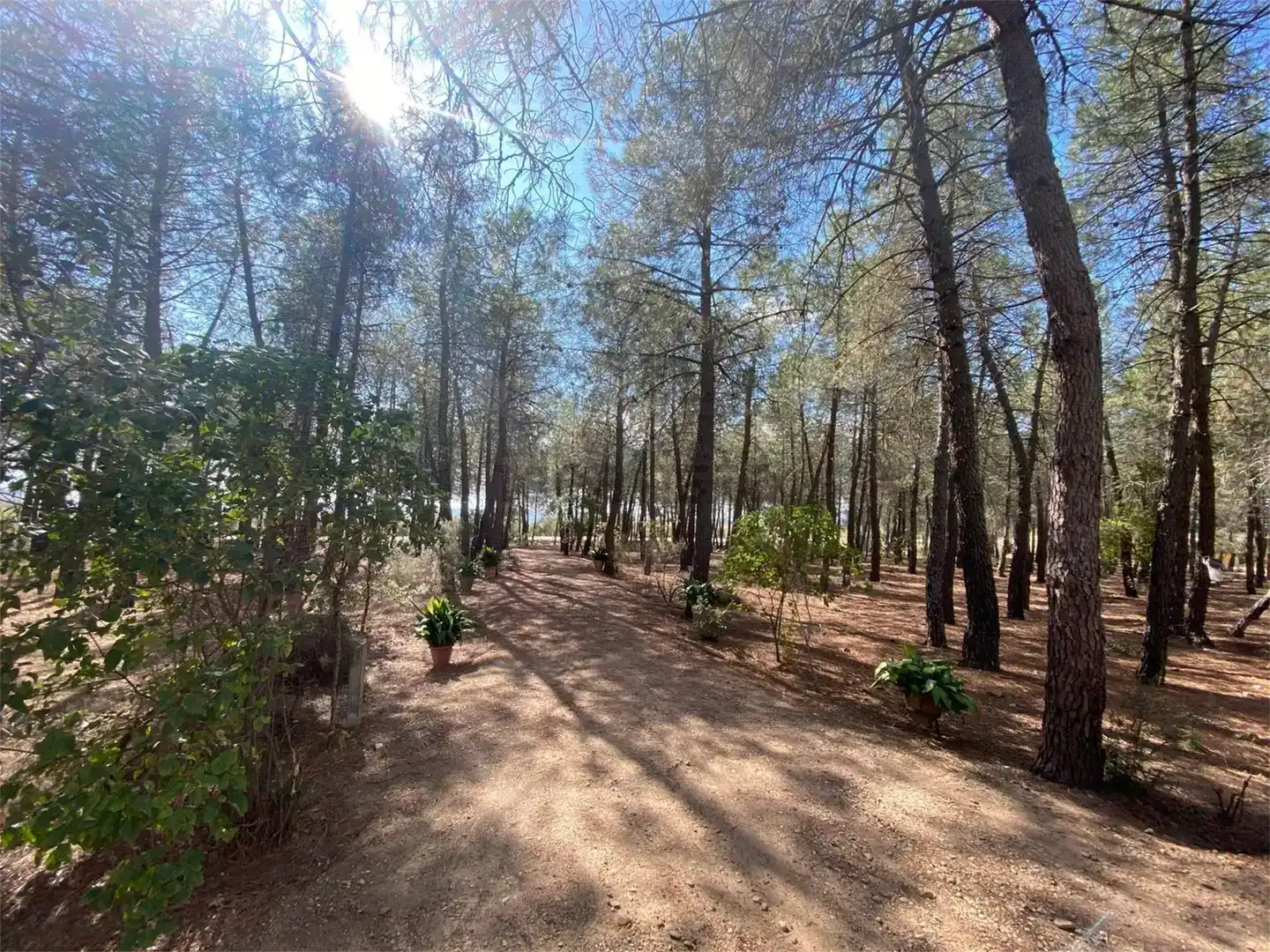 Land for sale in Alía