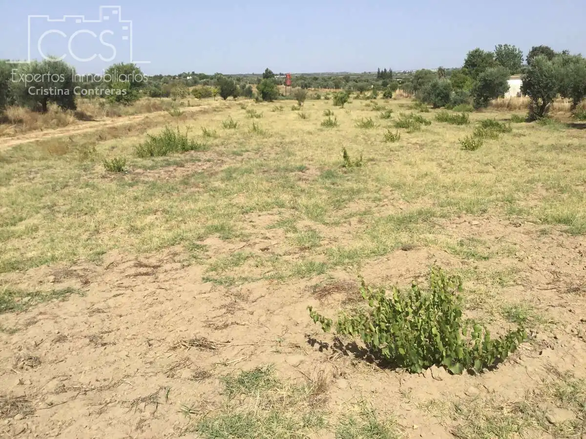 Terrain rustique à vendre à Almonte ciudad, imagen 14